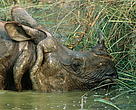 More than 500 greater one-horned rhinos live in the Chitwan Royal National Park, Nepal.