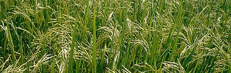 Rice husks, a valuable by-product of rice production, can be used as biomass fuel. Ayutthaya ... / ©: WWF-Canon / Adam OSWELL rel=