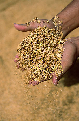 The valuable by-product of rice production, rice husks are used as biomass fuel. Ayutthaya ... / ©: WWF-Canon / Adam OSWELL The valuable by-product of rice production, rice husks are used as biomass fuel. Ayutthaya ... / ©: WWF-Canon / Adam OSWELL