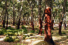 Cork oak (Quercus suber) forest in El Feidja National Park, of the mountain forests of ... / &copy;: WWF-Canon / Michel GUNTHER