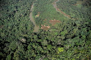 Atlantic forest, Rio de Janeiro State, Brazil.