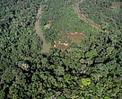 Atlantic forest, Rio de Janeiro State, Brazil.