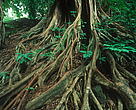 Ficus sp. Strangler fig tree in the Congo Basin rain forest, Cameroon.