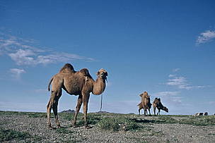 Camels are well adapted to desert life. / ©: WWF-Canon / Anton VORAUER / ©: WWF-Canon / Anton VORAUER
