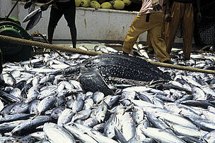 Bycatch of a leatherback turtle in a French Tuna purse-seine fishery in the Atlantic ocean.