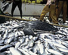 Bycatch of a leatherback turtle in a French Tuna purse-seine fishery in the Atlantic ocean.
