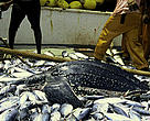 Leatherback turtle caught up in a French Tuna purse-seine fishery in the Atlantic ocean.