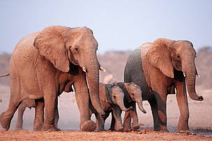 African elephant Loxodonta africana / ©: WWF-Canon / Martin HARVEY / ©: WWF-Canon / Martin HARVEY