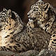 Snow leopard. © (c) WWF-Canon / Martin HARVEY