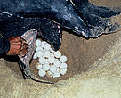 Leatherback turtle laying eggs.