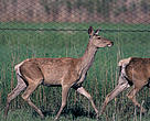 Bukhara deer in Kazakhstan
