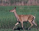 Bukhara deer