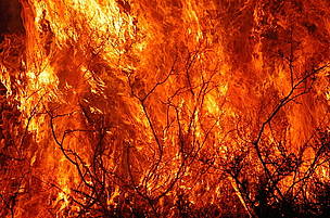 Forest fire / ©: WWF-Canon / Michel Gunther / ©: WWF-Canon / Michel Gunther