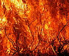 Thousands of hectares of forest in Spain are destroyed each year in summer fires.