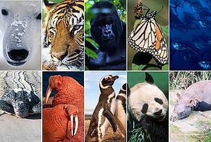 Gornji red: (Ursus maritimus), (Panthera tigris), (Gorilla beringei beringei), (Danaus plexippus), ... / ©: Clockwise (left to right): Fritz Pölking / WWF; David Lawson / WWF-UK; Martin Harvey / WWF-Canon; Fritz Pölking / WWF; Brian J. Skerry / National Geographic Stock / WWF; WWF Greater Mekong; Martin Harvey / WWF-Canon; Michel Gunther / WWF-Canon; Kevin Schafer / WWF-Canon; Ronald Petocz / WWF-Canon 10 species to watch in 2010 / ©: Clockwise (left to right): Fritz Pölking / WWF; David Lawson / WWF-UK; Martin Harvey / WWF-Canon; Fritz Pölking / WWF; Brian J. Skerry / National Geographic Stock / WWF; WWF Greater Mekong; Martin Harvey / WWF-Canon; Michel Gunther / WWF-Canon; Kevin Schafer / WWF-Canon; Ronald Petocz / WWF-Canon
