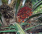 Oil palm (<i>Elaesis guineensis</i>) fruits.<BR>