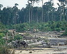 Close to 400 football fields of natural forest are still threatened to disappear daily from Sumatra.