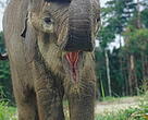 Sumatran elephant
Elephas maximus sumatrensis
Riau province, Sumatra, Indonesia.