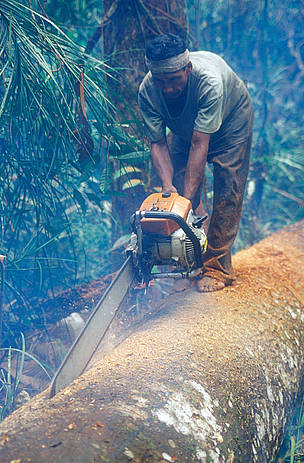 Illegal logging for delivery to CALTEX. Tesso Nilo, Riau Province, Sumatra, Indonesia. / ©: WWF / Volker KESS / ©: WWF / Volker KESS