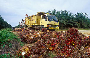 Oil palm (Elaeis guineensis) fruits being loaded onto a truck, Indonesia. / ©: © WWF / Volker KESS / ©: © WWF / Volker KESS