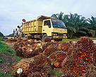 Frutos de la palma de aceite (Elaeis guineensis) listos para ser transportados en Indonesia.