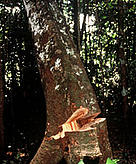  / &copy;: WWF-Canon / Mark EDWARDS