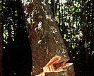 Mahogany tree being felled. Amazonas, Brazil.
