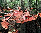 Good news: Bauhaus commits to exclude illegal wood from their products. Pictures like this - showing illegal logging activities in the Peruvian lowland rainforests - should become rare.