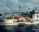 Drift net fishing in the Mediterranean Sea.