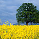 The Swiss have voted to keep their agriculture GM free