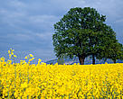 The Swiss have voted to keep their agriculture GM free