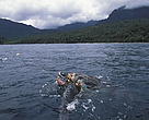 A leatherback turtle caught in a net. Sao Tome and Principe.