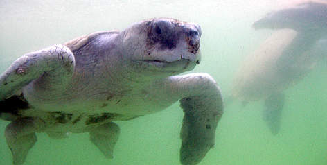 Kemp's ridley turtle (Lepidochelys kempii), Mexico. rel=