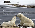 Polar bear adult with young.