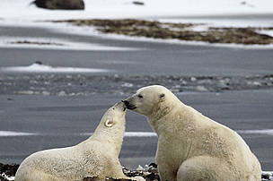 Polar bear adult with young.