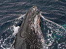 Humpback whale (Megaptera novaeangliae), close-up. Drake Passage, South Pole, Antarctica. / ©: WWF-Canon / Wim VAN PASSEL Whale / ©: WWF-Canon / Wim VAN PASSEL