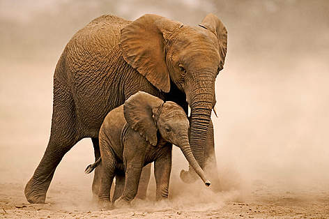 Keep elephants safe with chilies, dung and engine oil! / ©: WWF-Canon / Martin HARVEY / ©: WWF-Canon / Martin HARVEY