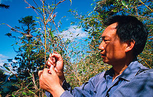 Prof. Hu Jin Chu examines bamboo, the main food for Giant pandas (Ailuropoda melanoleuca). Wolong ... / ©: (c) WWF / George B. SCHALLER Prof. Hu Jin Chu examines bamboo / ©: (c) WWF / George B. SCHALLER