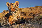 Indian tiger (Panthera tigris tigris) two month old cub / ©: WWF-Canon / Martin HARVEY / ©: WWF-Canon / Martin HARVEY