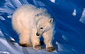  / &copy;: WWF-Canon / Michel TERRETTAZ