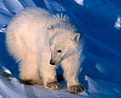 Polar bear (<i>Ursus maritimus</i>) in Manitoba, Canada.