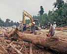 Logging activities in Tesso Nilo, Sumatra, Indonesia.