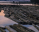 Floating logs from illegal logging on a river in front of a saw mill near Sembuluh. Central Kalimantan, Indonesia.