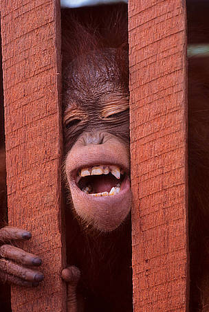 Juvenile Orang-utan (Pongo pygmaeus), caught in a wooden cage, at a saw mill near Sembuluh, Central ... / ©: WWF-Canon / Alain COMPOST / ©: WWF-Canon / Alain COMPOST