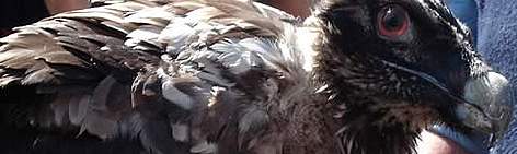 A bearded vulture fledgling (Gypaetus barbatus) before being released into the Swiss alps. Swiss ... / &copy;: WWF-Canon / Mark SCHULMAN