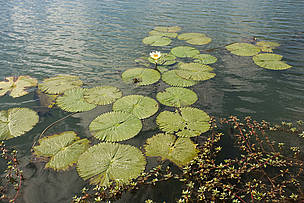 Intact floodplains and natural flooding provide valuable ecosystem services. / ©: WWF-Canon / Martin HARVEY Water lilies on the Kafue river. Floodplains of the Kafue Flats, Zambia. / ©: WWF-Canon / Martin HARVEY