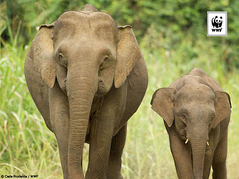  / &copy;: Cede Prudente / WWF
