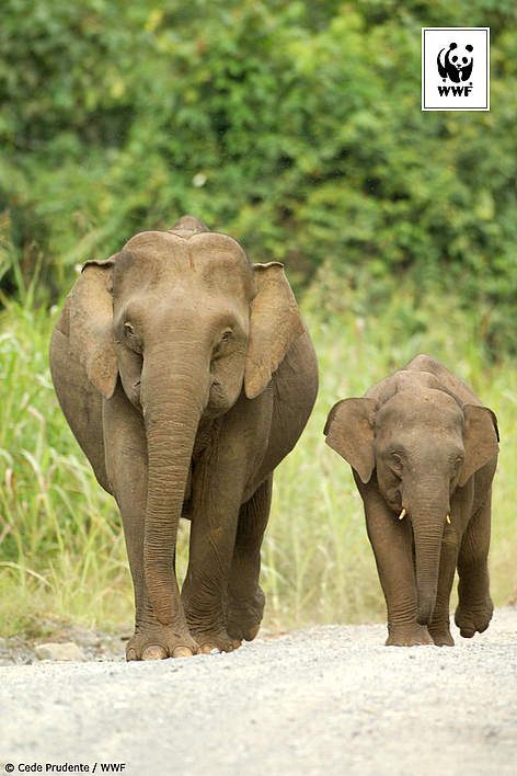  / &copy;: Cede Prudente / WWF