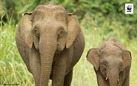  / &copy;: Cede Prudente / WWF