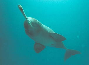 Plataniste or Ganges river dolphin (Platanista gangetica), Karnaphuli river, Bangladesh. / ©: WWF-Canon / François Xavier PELLETIER / ©: WWF-Canon / François Xavier PELLETIER